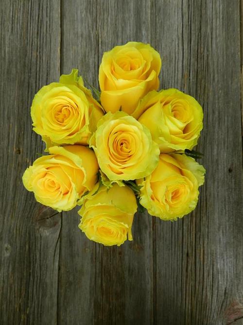 HIGH & EXOTIC  YELLOW ROSES